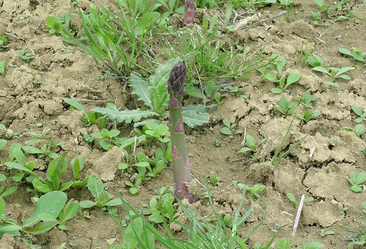 Maraichage Fruits Legumes de Saison Nailloux